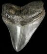 Serrated, Megalodon Tooth - Georgia #60481-1